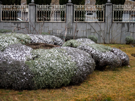 Bushes in the park, covered with snow. City park in winter in the south. Winter time of yearの写真素材