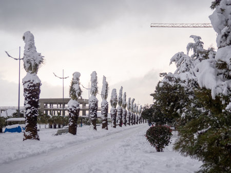 Snow-covered palm trees of the Black Sea coast. Palm leaves in the snow. Unexpected frost in the south.の写真素材
