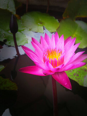 Lotus Pink Shadowsの写真素材