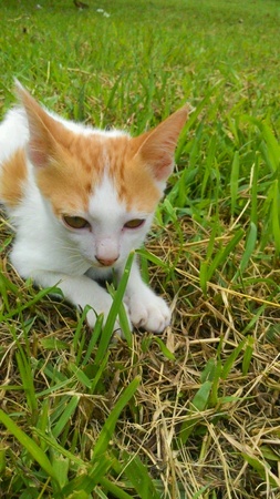 Cat in thailandの素材