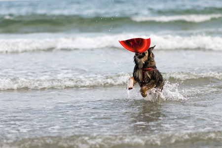 The dog runs on the beach with a wave of beautiful white beads.の写真素材