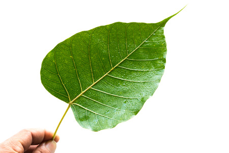 Green leaves are in the tropical forest on a white background.の写真素材