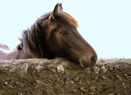 Pony Expression of Loveの写真素材