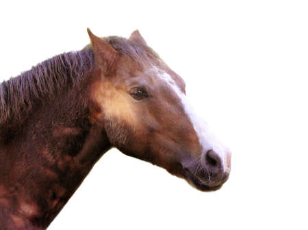 Horses head isolated would make a great stampの写真素材