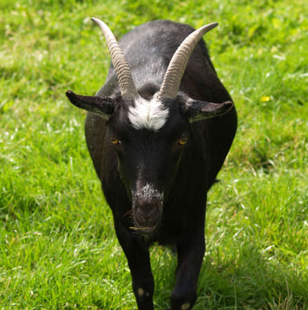 Symbol of the devil horned goat       の写真素材