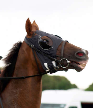 Winning by a head this travelling about  40mph   の写真素材