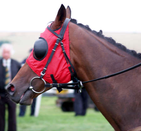 Blinkered many people wear these in a metaphoric sence     の写真素材