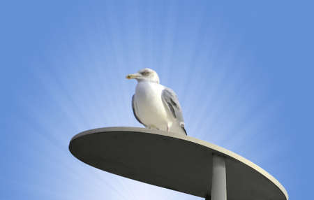 Seagulls perch looking very pretty and sereneの写真素材
