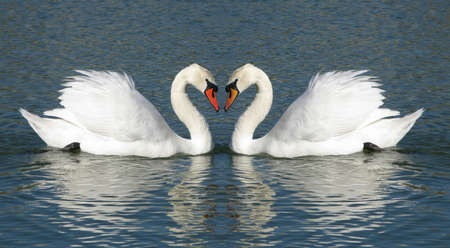 Male and Female swans in a heart shaped embraceの写真素材