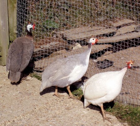 Peahens looking for the Peacock in his Pen                               