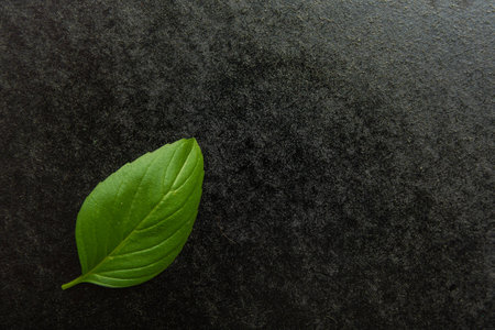 basil on a black backgroundの写真素材