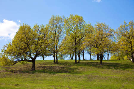 Spring trees on a hillockの写真素材