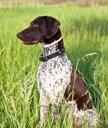 German shorthaired pointer dog sitting in fieldの写真素材