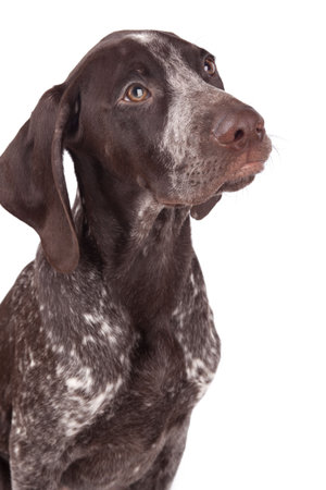 German short-haired pointer the hunting dog on white a background