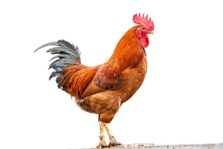 Colorful Rooster  On White background