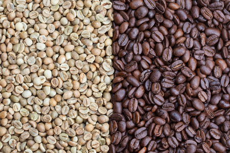 Green and roasted coffe beans, on the left grade Uganda robusta, on the right Peru arabicaの写真素材