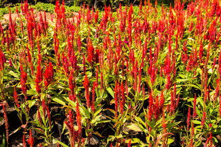 Cockscomb in the garden