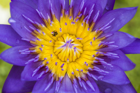 The purple lotus with  bee 