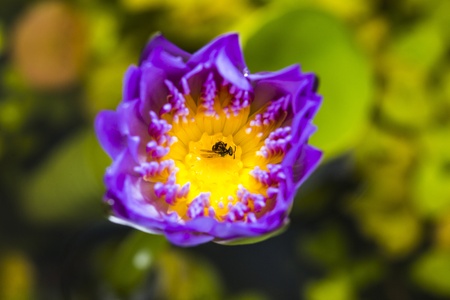 The purple lotus with  bee の写真素材