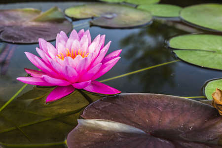 Pink Lotus flower beautiful lotus の写真素材