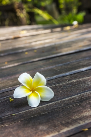 white and yellow frangipani flowers with wood in background の写真素材