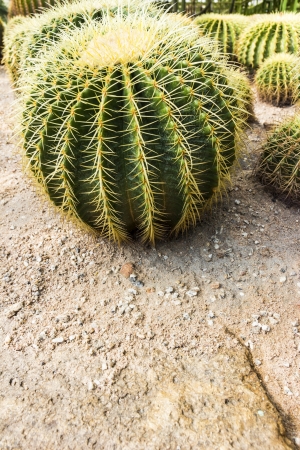 cactus garden in Nong Nooch Garden の写真素材