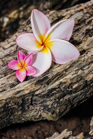 Pink frangipani flowers with wood in background.の写真素材