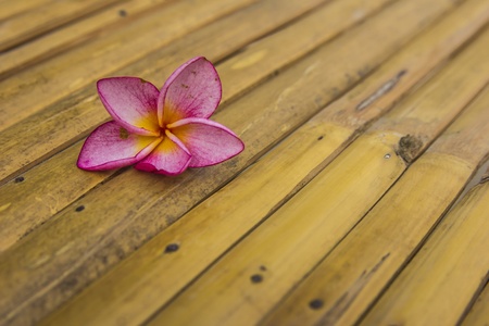 Pink plumeria on a Bambooの写真素材