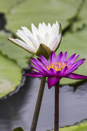 Pink Lotus and White Lotus flower beautiful lotus の写真素材