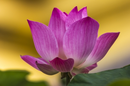 Pink Lotus flower beautiful lotus の写真素材