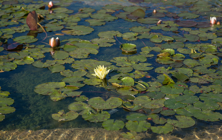 Lotus flowers with plantsの写真素材