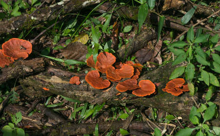Mushrooms in the Iguazú Forestの写真素材