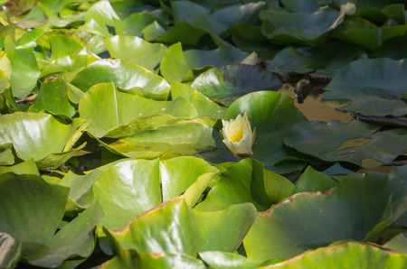 lotus leaf with flowers Nelumbo nuciferaの写真素材