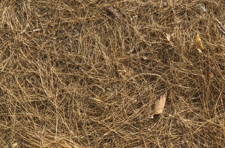needles brown fallen pine leaves on the floor texture patternの写真素材