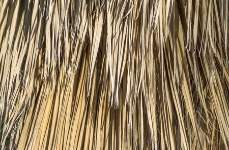 dried palm leaves brown background Vertical texturesの写真素材