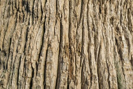 Palm tree trunk rough texture detail backgroundの写真素材
