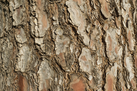 Bark tree trunk pattern detail wooden texture brownの写真素材