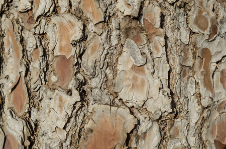 Detail of texture brown wood Bark tree trunk patternの写真素材
