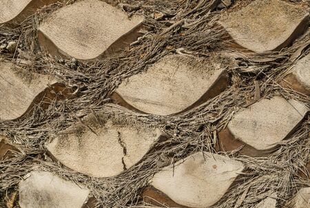 Palm tree trunk detail of the background pattern cut branchesの写真素材