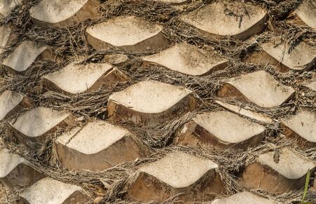 Palm tree trunk detail of the background pattern cut branchesの写真素材