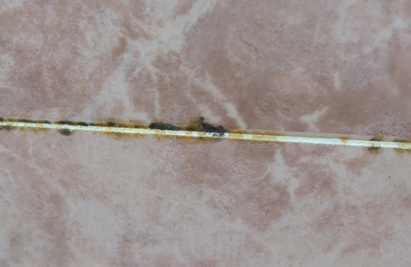 Black mold growing on shower grouted joints tile in bathroom wallの写真素材