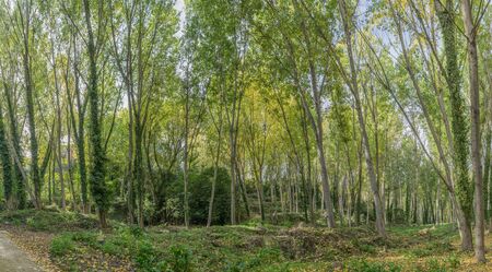 Poplar forest Anna Valencia Spain Near the village forested area Canal de Navarresの写真素材