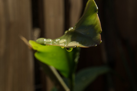 front view green leaf with water drop rain at the tip brown backgroundの写真素材