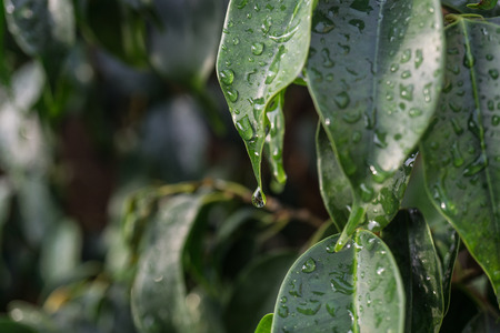 close-up raindrop falling on green leaf of Ficus benjamina raindrops in detailの写真素材