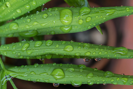 Green palm leaf with water drop rain above and below, dark backgroundの写真素材