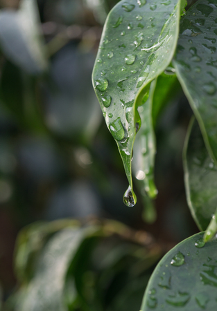 close-up raindrop falling on green leaf of Ficus benjamina raindrops in detail verticalの写真素材