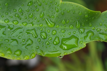 Green leaf rain with several water dropsの写真素材