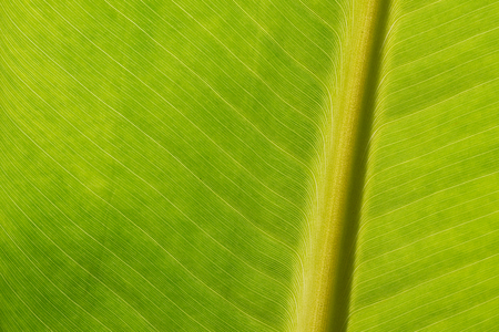 Green banana leaf background backlit texture macro detail central stalk leaf-ribsの写真素材