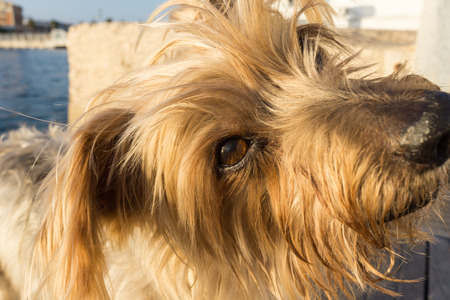 Portrait cute dog looking up Loving little dog look Yorkshire Terrier brown hair Inclined headの写真素材