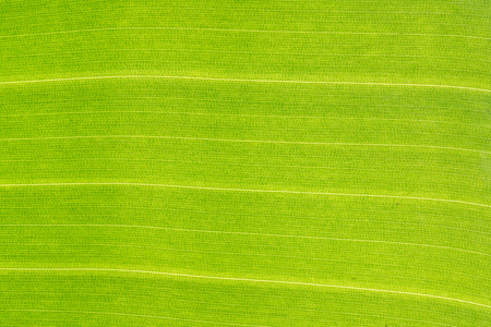 Green banana leaf background backlit texture macro detail, stalk leaf-ribs veinの写真素材